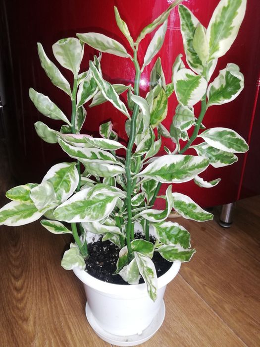 Кімнатна квітка педілантус