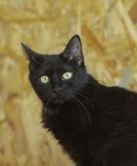 Шикарная черная кошка 1 год, Блэр