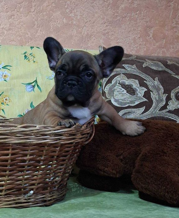 щенки французкий бульдог