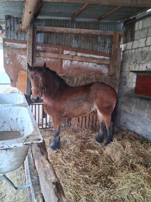 Klacz gniada dwuletnia.