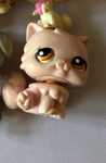 Kotek littlest pet shop