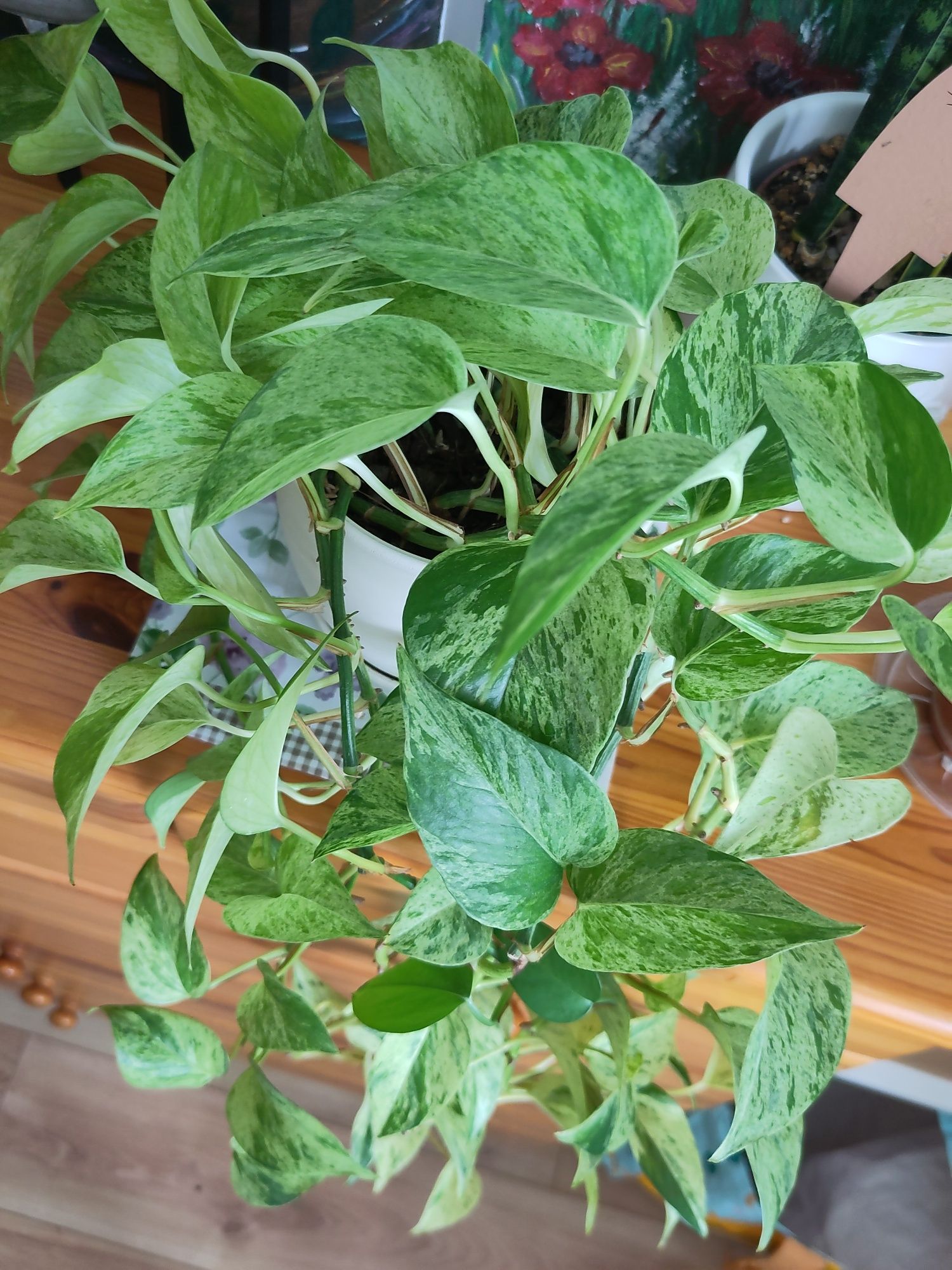 Epipremnum Marble Queen