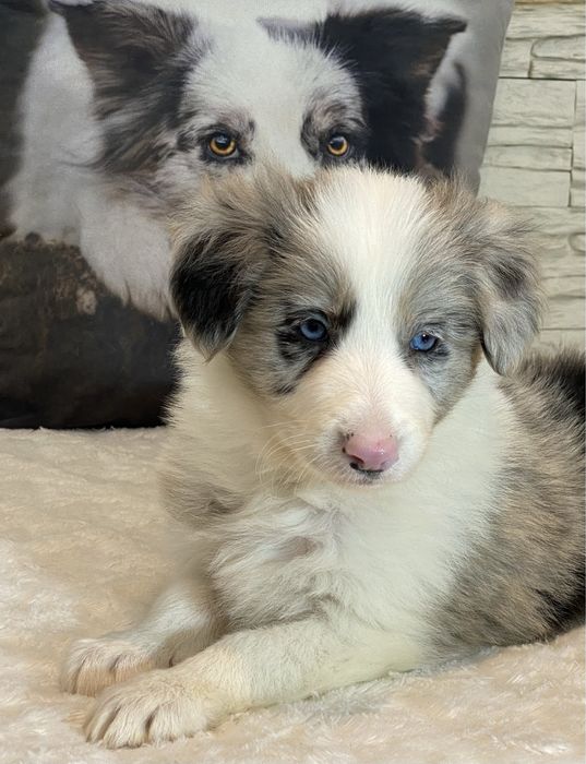Border Collie dziewczynka DAKOTA