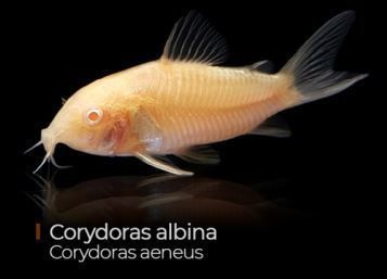 Corydora Aenus Albina