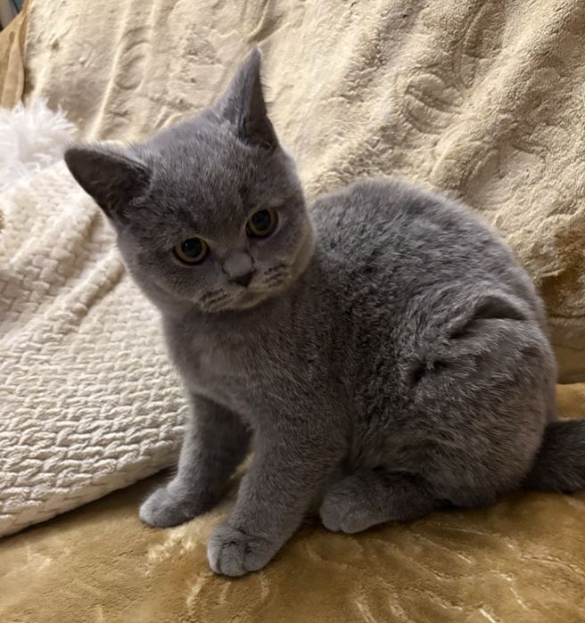 Kotek niebieski chlopak