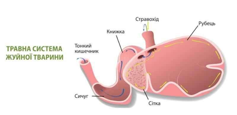 Буфер для профілактики ацидозу молочних корів "АЦИДО БАЛАНС"