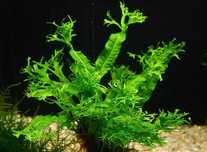 Microsorum Pteropus Windeløv – Planta aquática