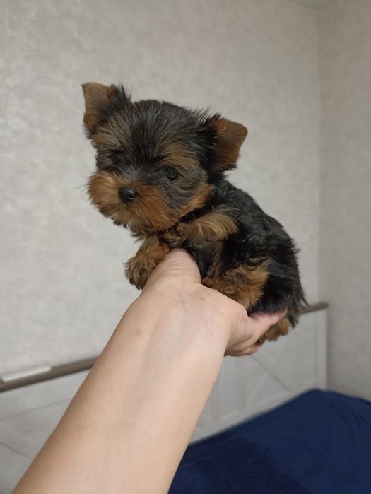 Маленька принцеса