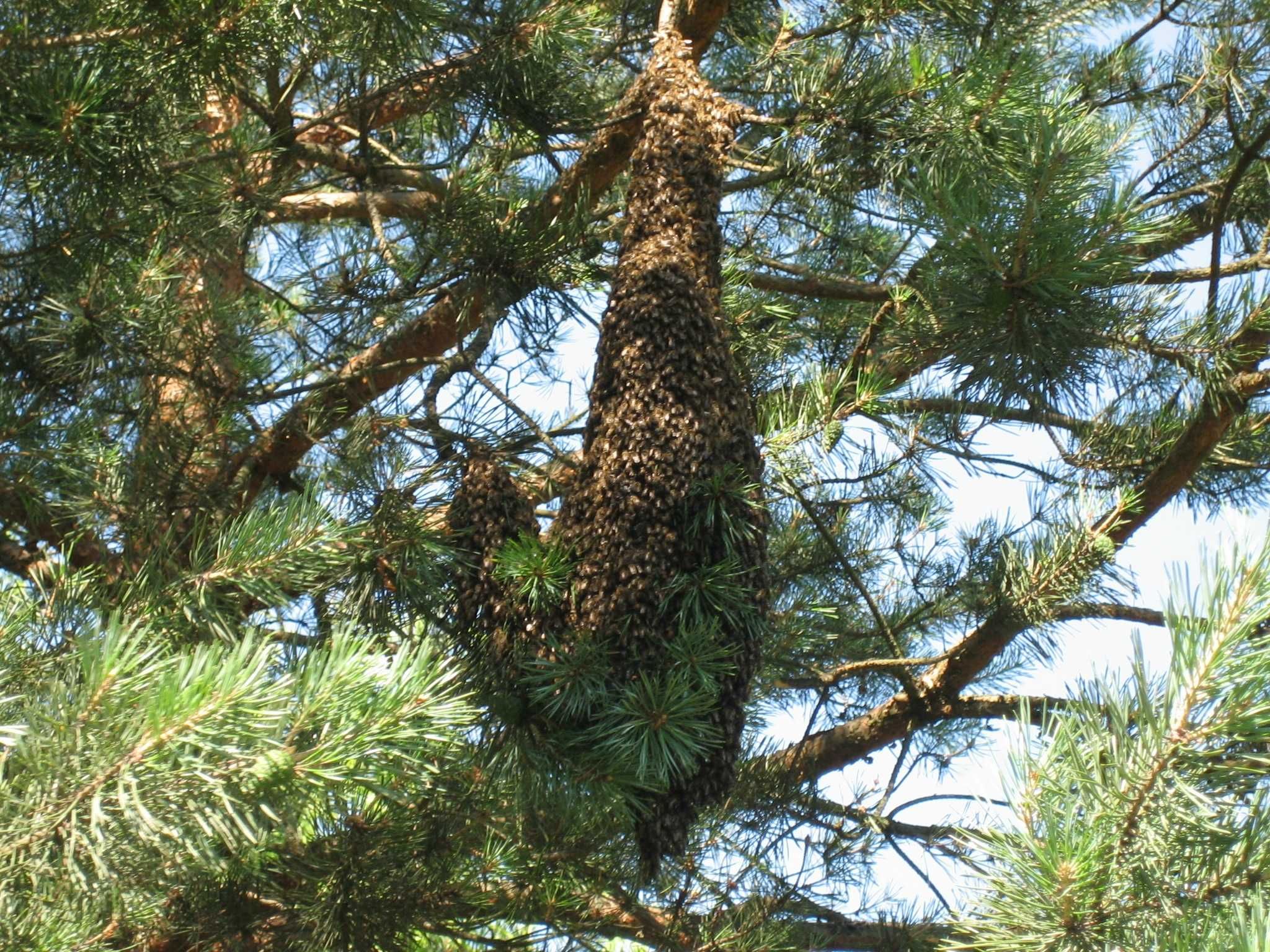 Бджолосім"ї Бджолопакети Пчелосемьи Пчелопакеты Прополіс