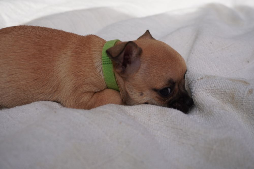 Chihuahua macho mini