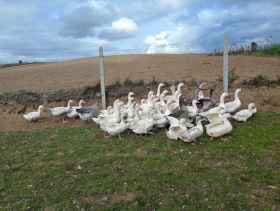 Koguty, Indyki brojler kaczki gęsi