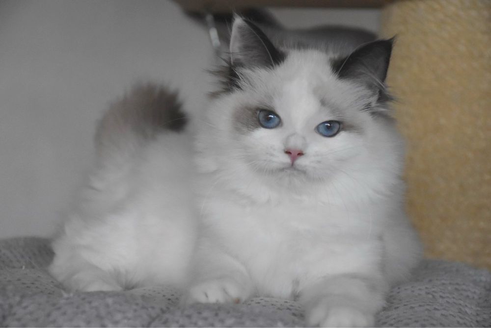 Ragdoll kotka Wiwi z rodowodem FIFe - Seal Bicolor