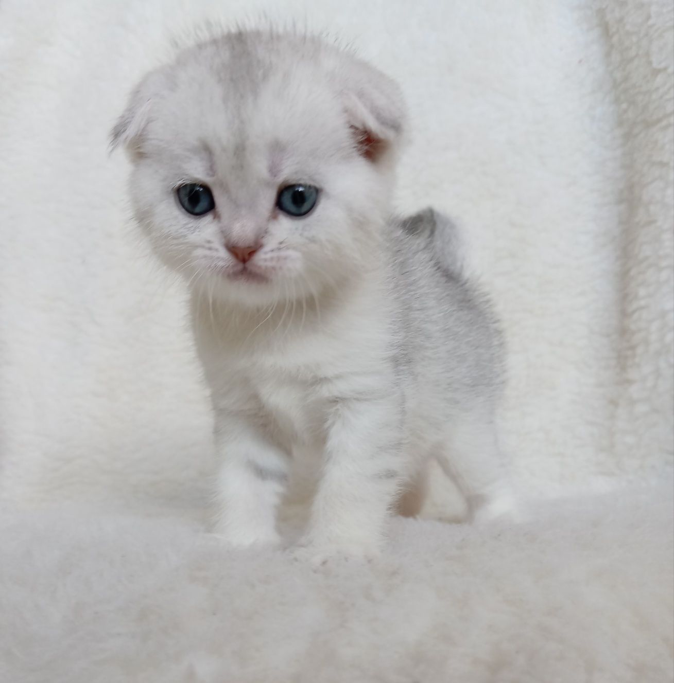 Шотландские, вислоухие и прямоухие котята скоттиш фолд и скоттиш страй