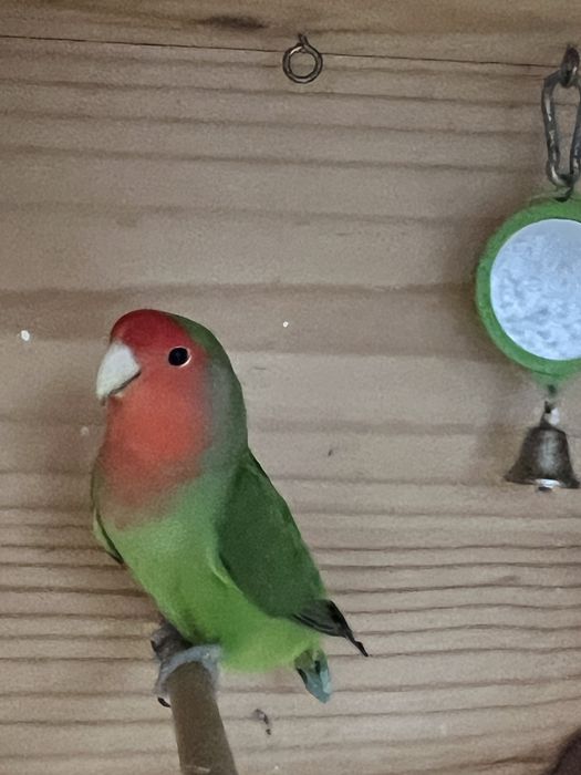 Agapornis  Longfeather