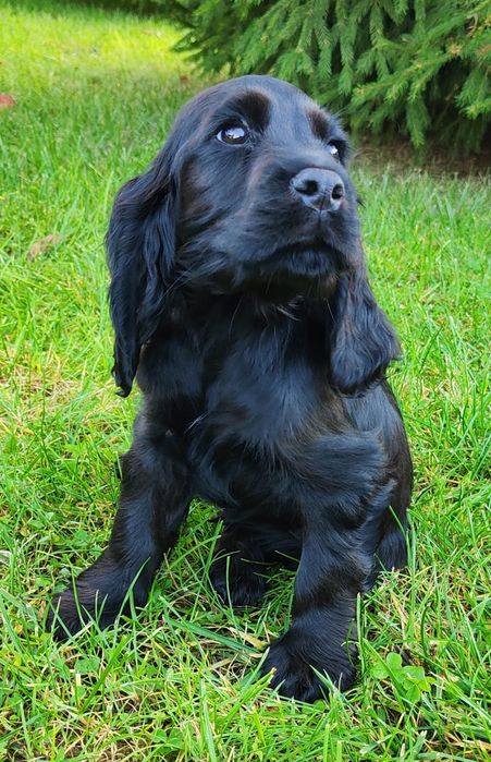 Piesek Cocker spaniel czarny