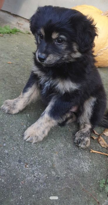 Oddam szczeniaki w dobre ręce