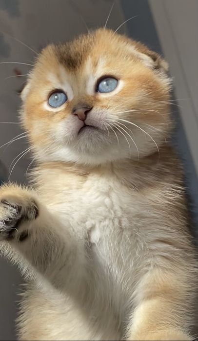 Яскраві золоті шиншили