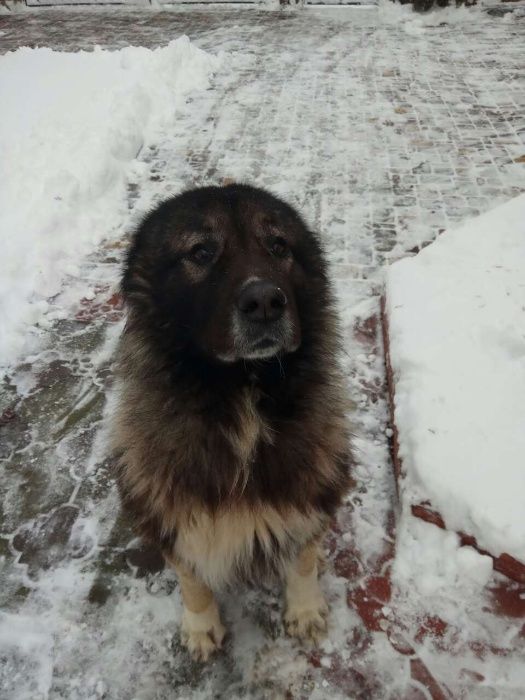 Кавказец для вазки ждет невесту