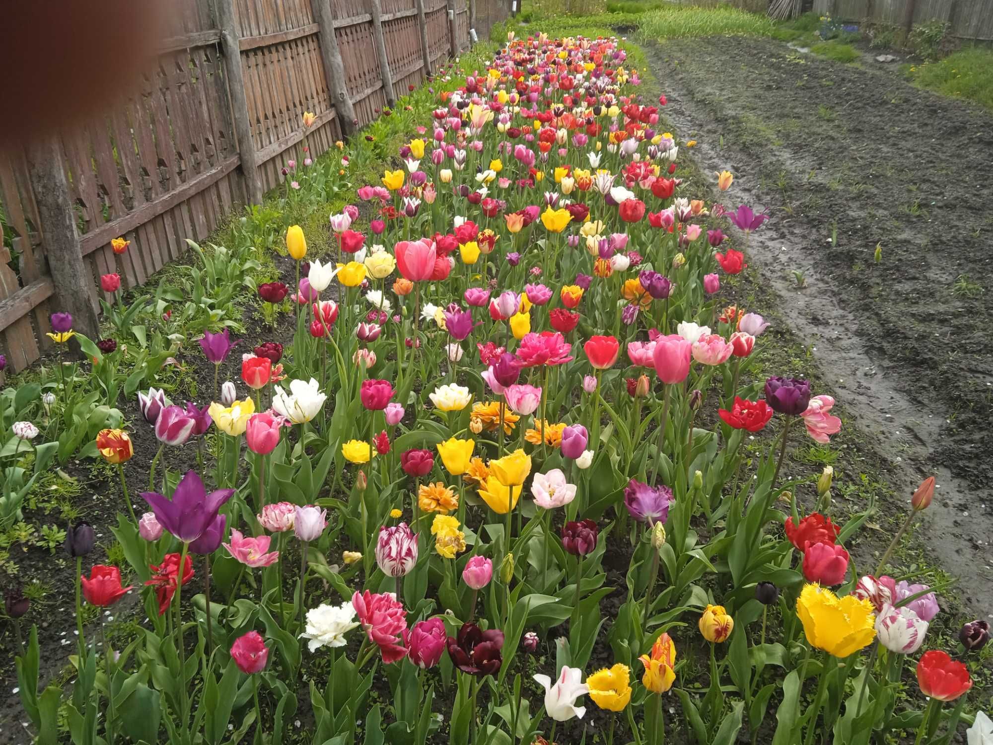 продам сортові голандські тюльпани
