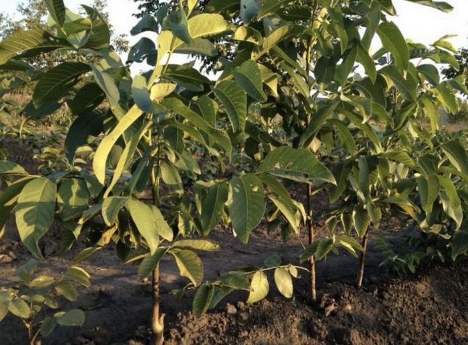 Смородина чорна, Горіх грецький,3/4 річні саджанці