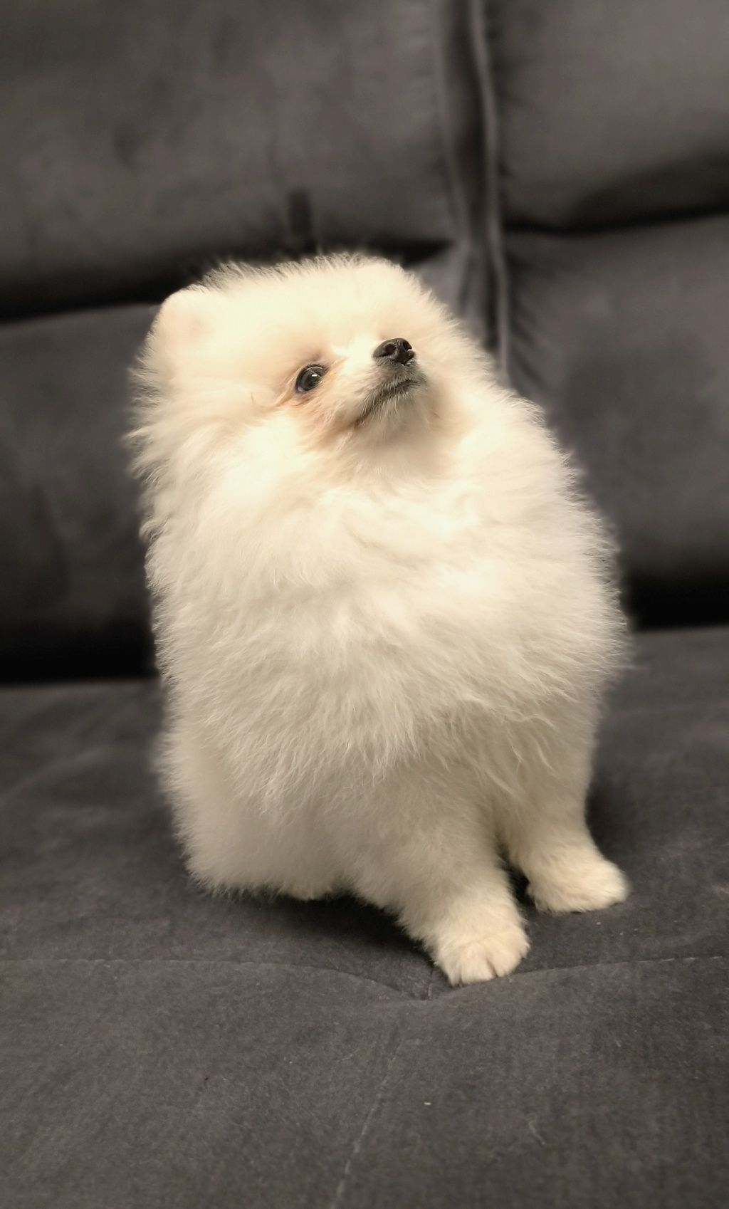 Szpic Miniaturowy - Pomeranian - Biała dziewczynka!