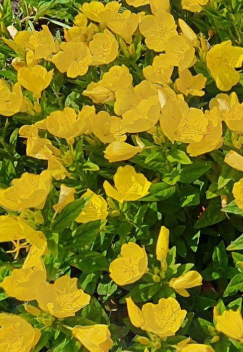 Енотера багаторічна