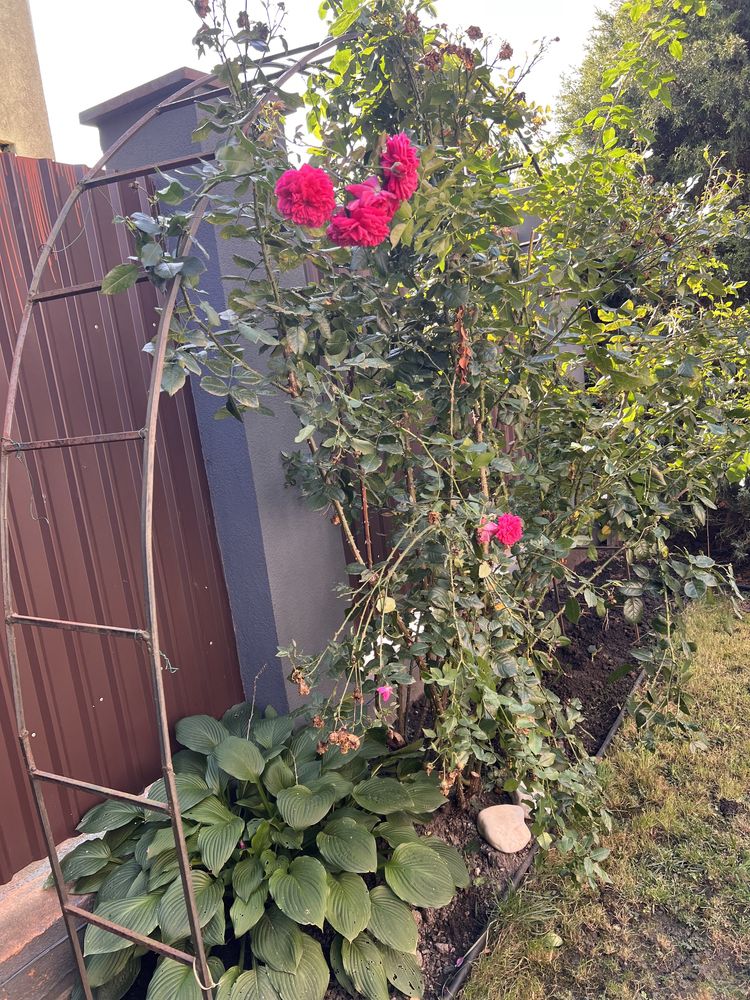 Арка садова для квітів