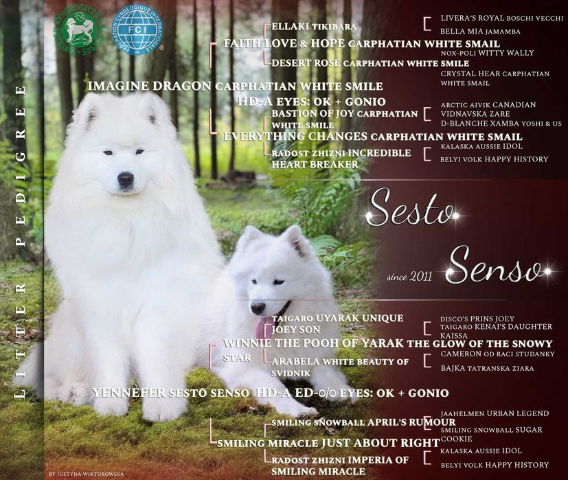 samoyed, suczka, szczeniak, odbiór koniec listopada, Sesto Senso FCi