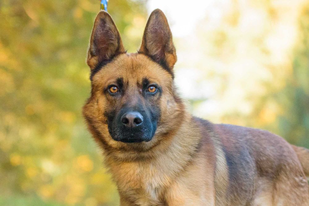 PAKER - wymagający kawaler w typie ON pomieszany z Malinois