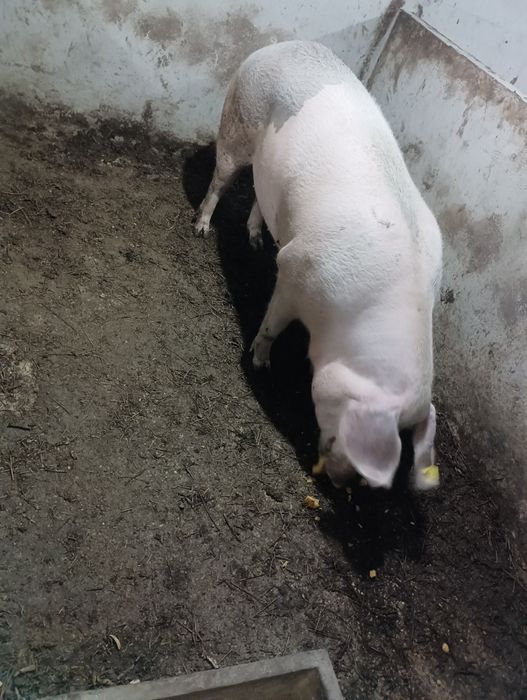 Porca arraçada de bissaro