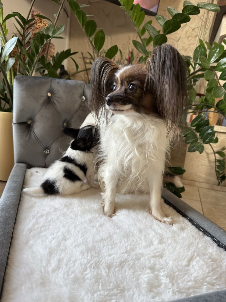 Papillon szczeniak piesek - Spaniel kontynentalny miniaturowy