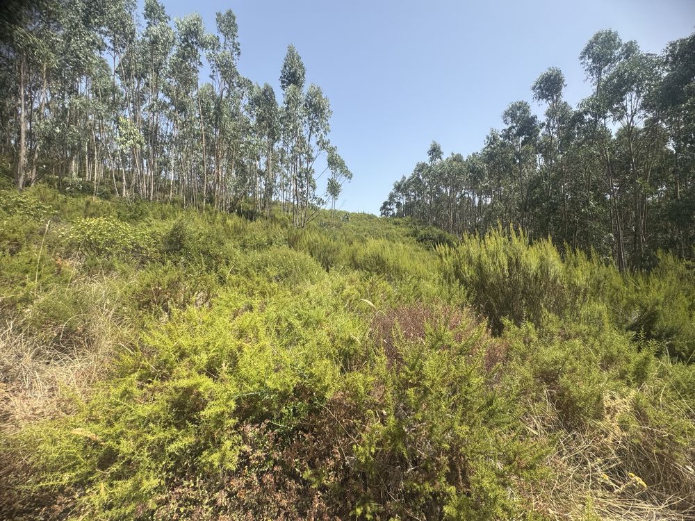 Terreno com 10000 imperdiv