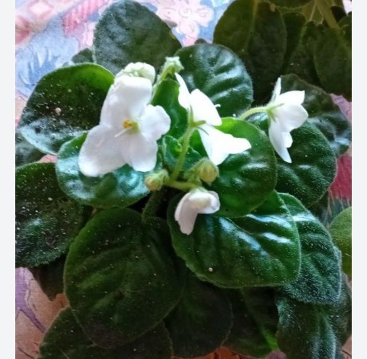 Fiołki afrykańskie