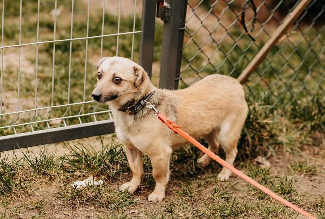 Gacek chciałby na nowo zaufać człowiekowi... Adoptujesz?