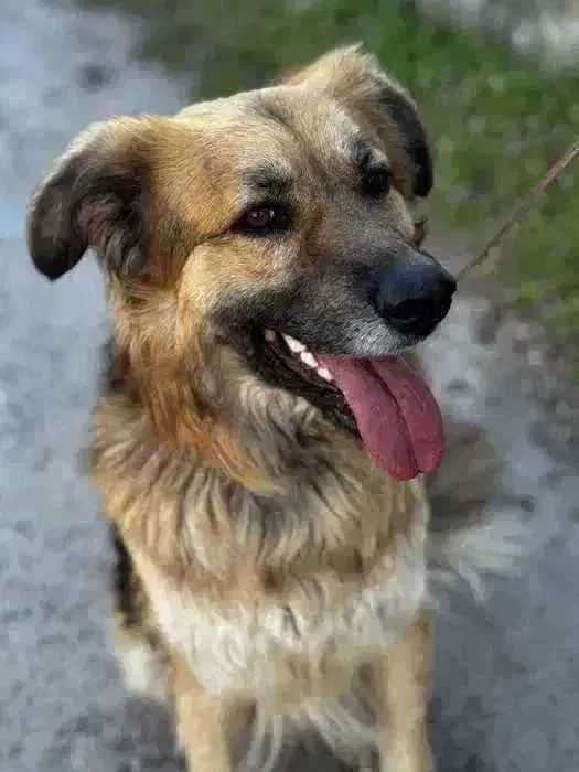 Пес ищет семью и дом