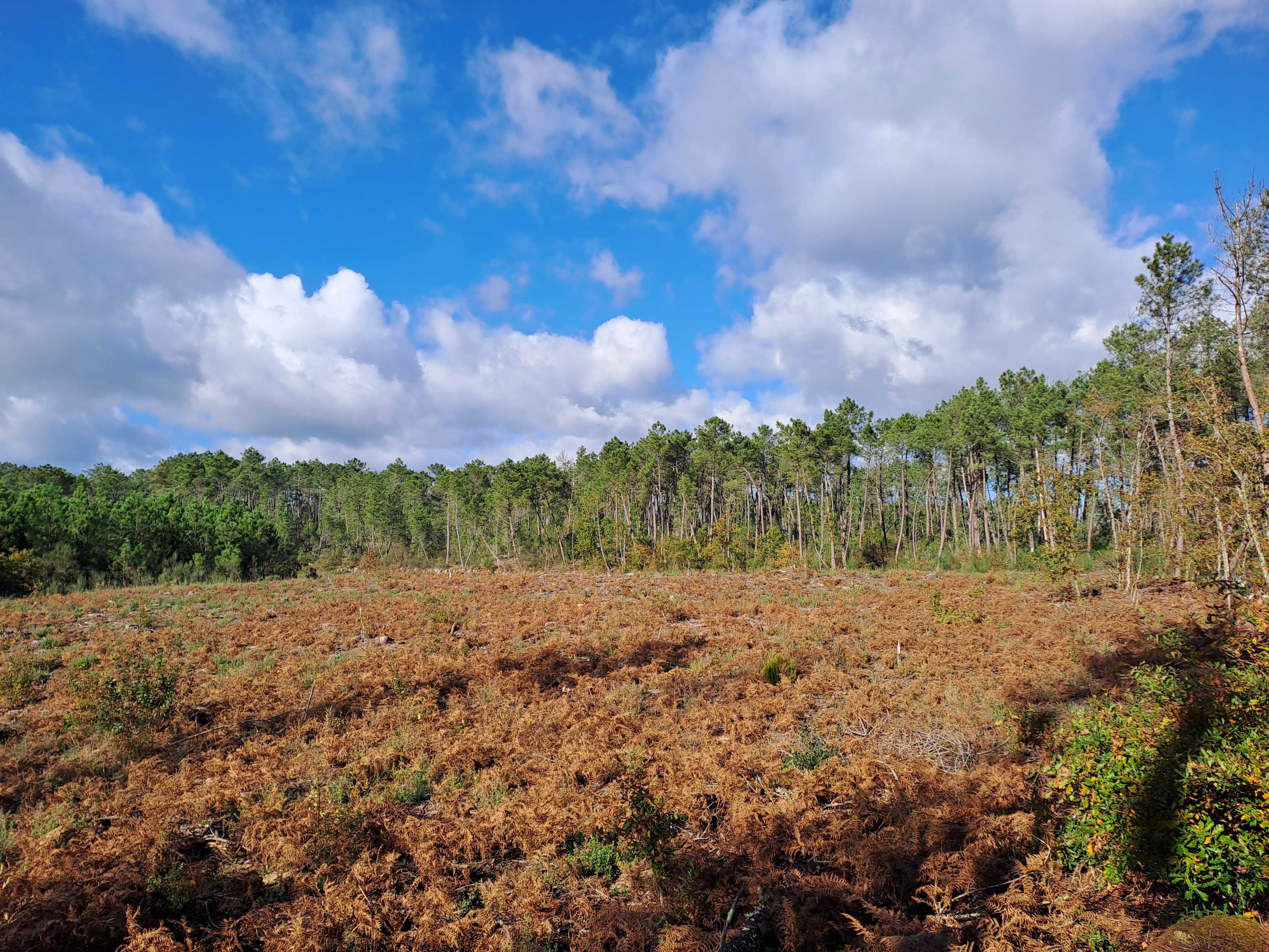 Vende terreno de pinhal em Decermilo, Sátão, Viseu