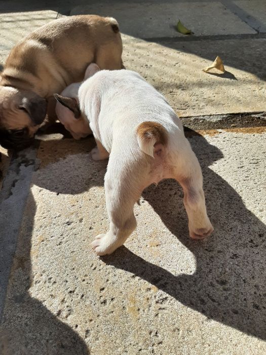 Buldog Blue&fawn pead