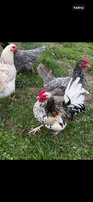 Sprzedam koguciki liliputki