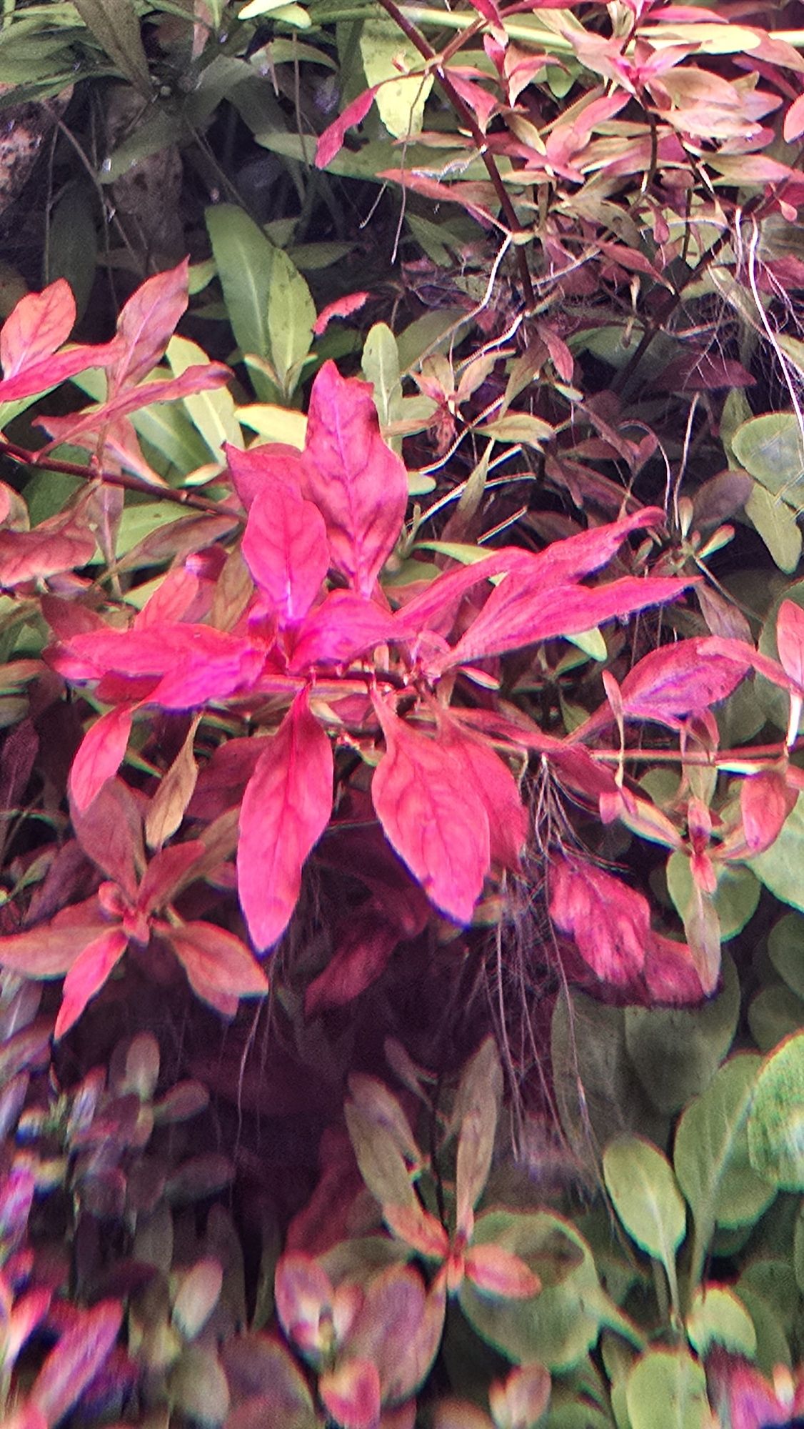 Ludwigia mini super red