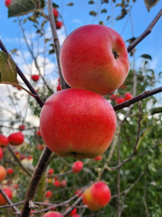 Jabłka rubinola 5 kg
