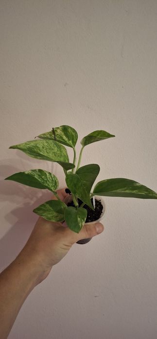 Кімнатні рослини , квіти , сингоніум,  фікус , сциндаптуси