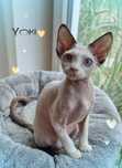 Devon rex Yoki z oczami jak morze