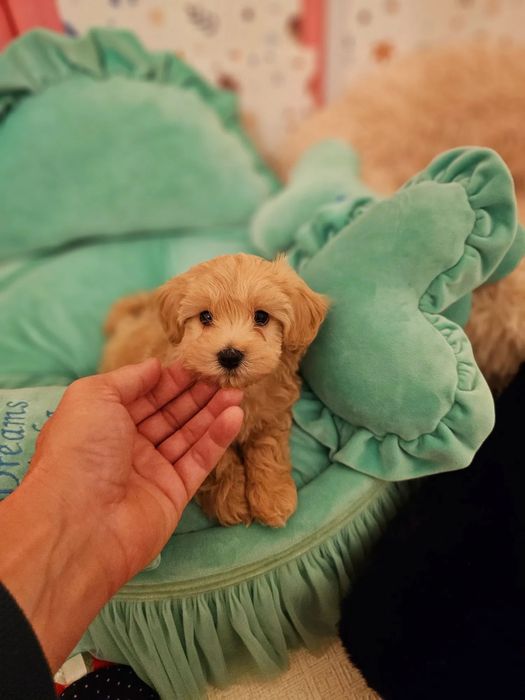 ‼️Exclusive‼️Щенки Мальтипу, maltipoo f1 maltipoo f2