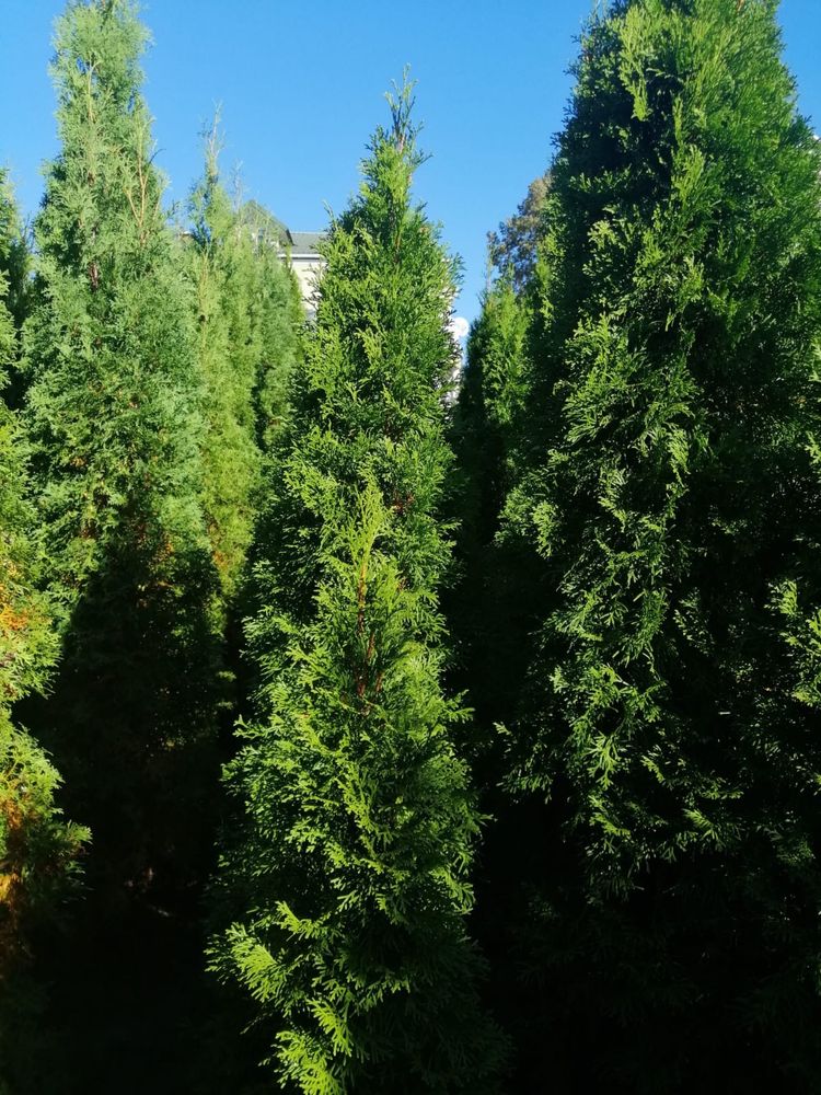 30zł Tuje Szmaragdowe 160-250cm Krzewy Iglaste. Duża ilość. Okazja !!