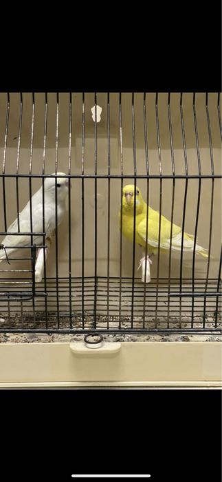 Casais de periquitos