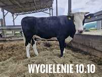 Jałówkę wysokocielne