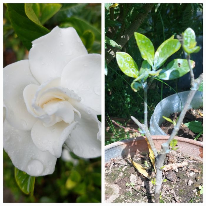 Planta malagueta piripiri, gardênia