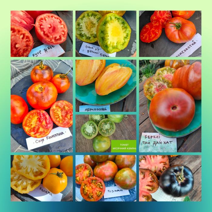Набір колекційного насіння томатів " Калейдоскоп"