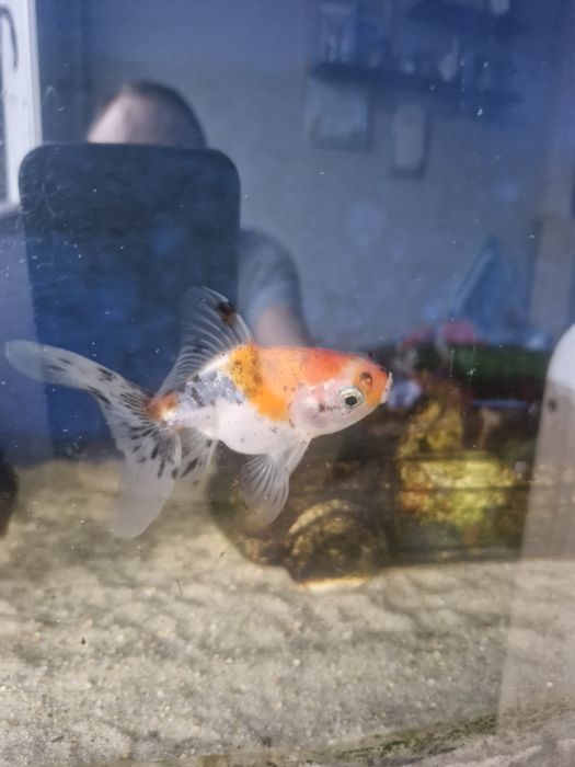 Sprzedam welonke 3 danio ryby zdrowe