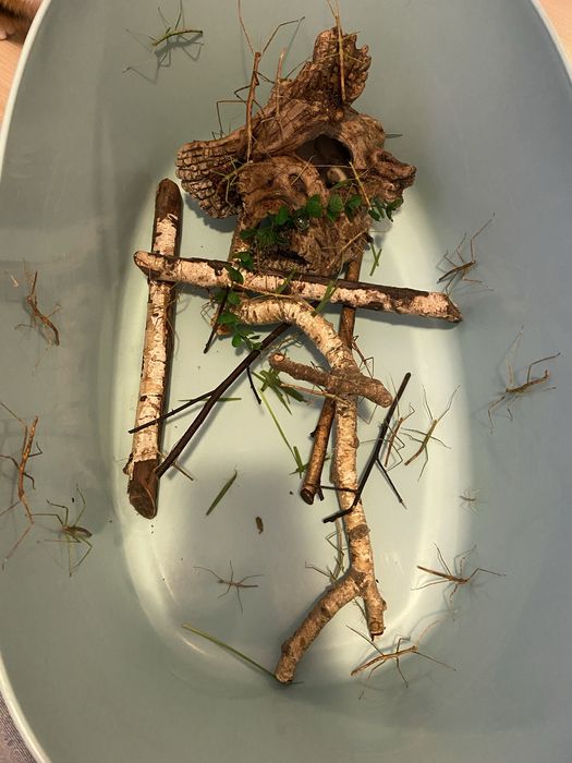 Oddam patyczaka dziewczynkę